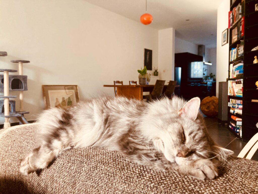 Principes van Cialdini: foto van kat als in spreekwoord: maak dat de kat wijs. 